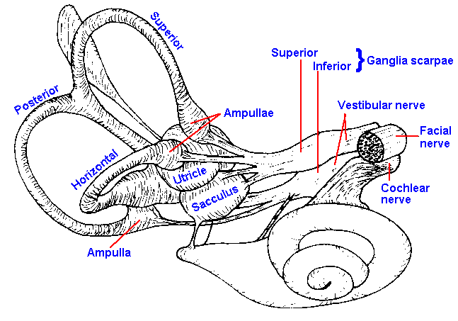 Figure 7 Detailed diagram of the inner-ear organ with utricle, sacculus, ampuliae, as well as all nerves and canals labeled