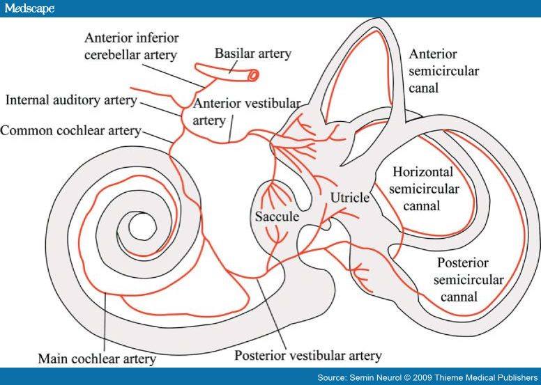 ear diagram