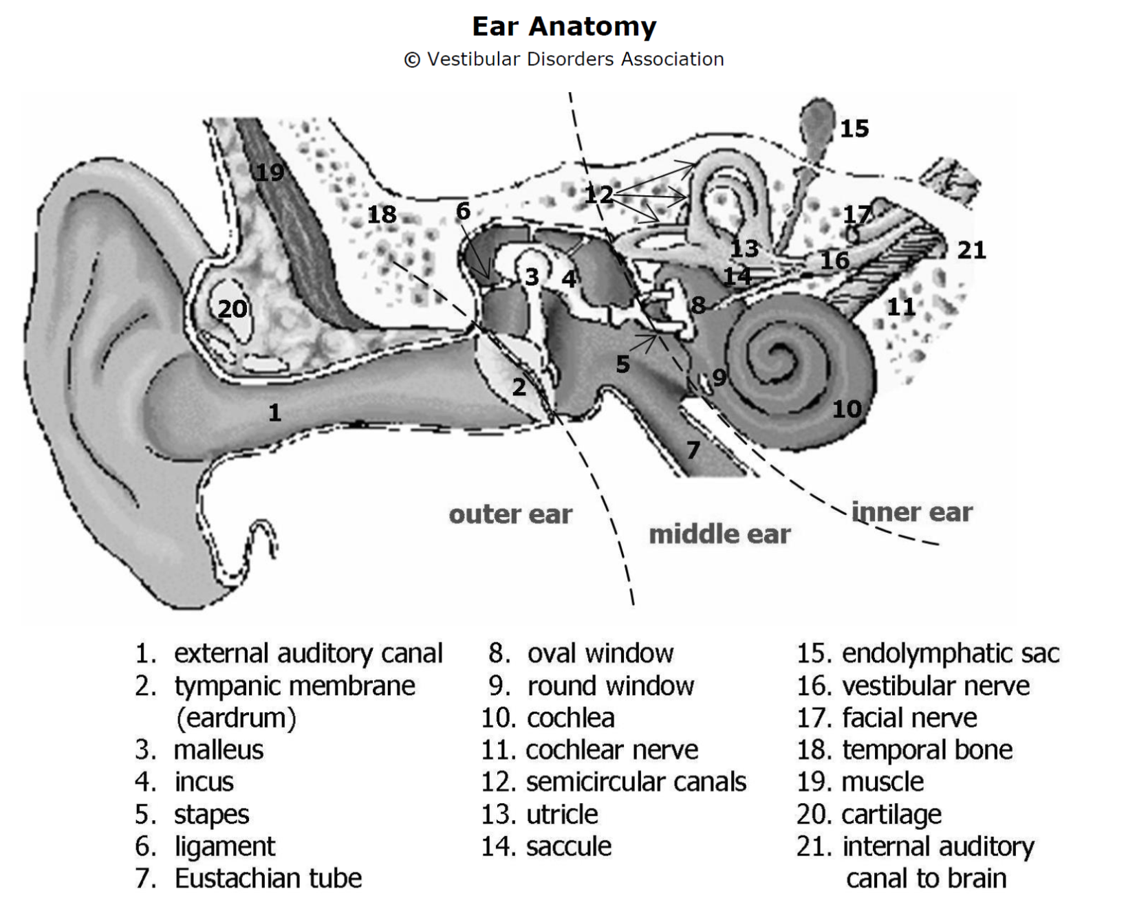 Anatomy Of An Ear Diagram