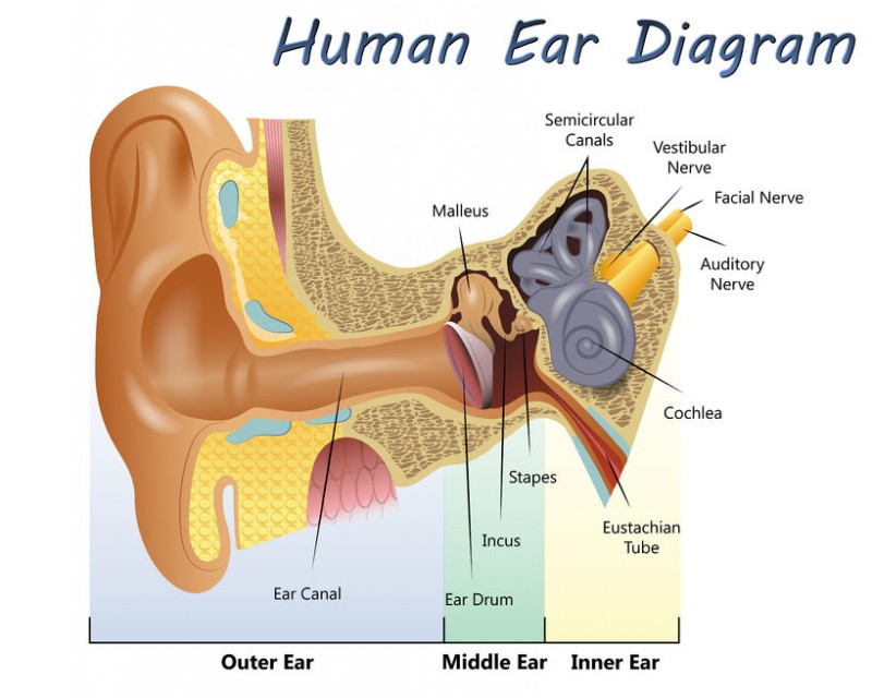 How Your Inner Ear Helps You Maintain Balance and Stability