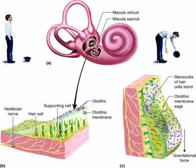 Cross section of inner ear