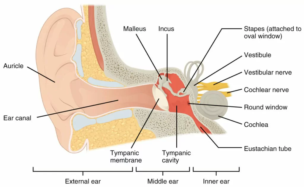 Structures in the inner ear labelled