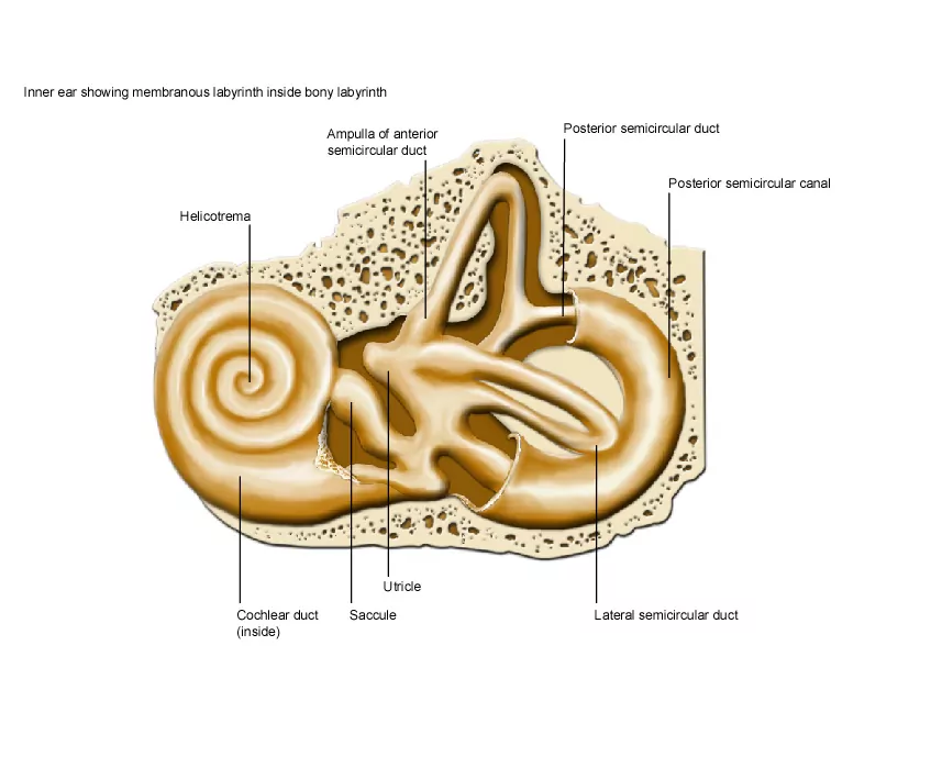 Inner Ear Diagram