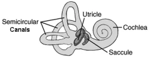 The cochlea is a spiral shaped tubular structure, connected to a chamber called the saccule which contains the utricle, and which connects to three semicircular canals in vertical, horizontal, and lateral orientations.