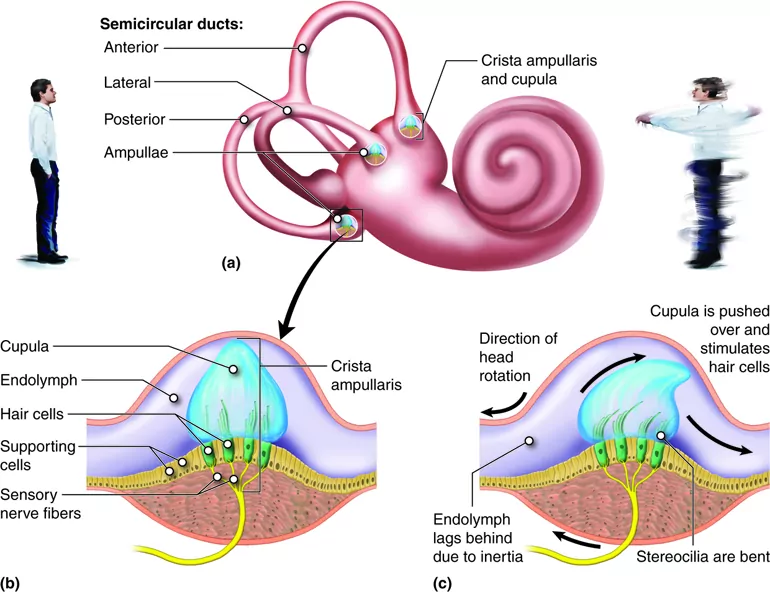 Semicircular ducts