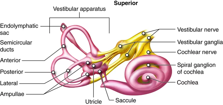 Inner ear digram