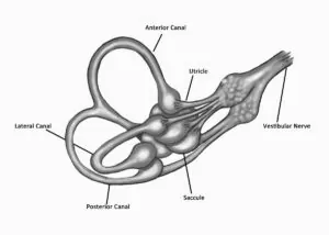 Diagram of the anatomy of the inner ear