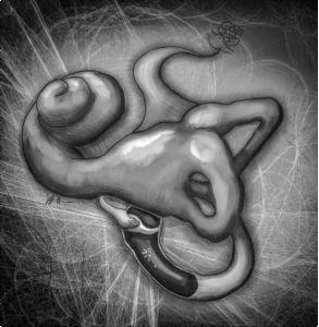 Graphic of the inner ear