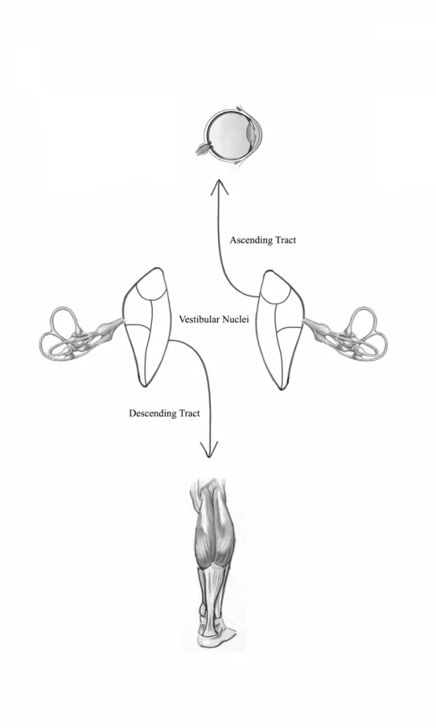 Diagram of the central vestibular system