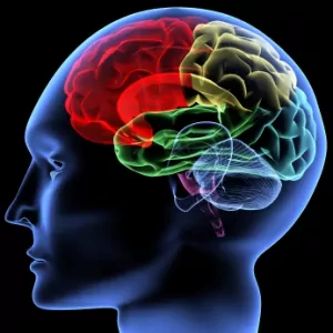 graphic showing the brain instead the outline of a human head