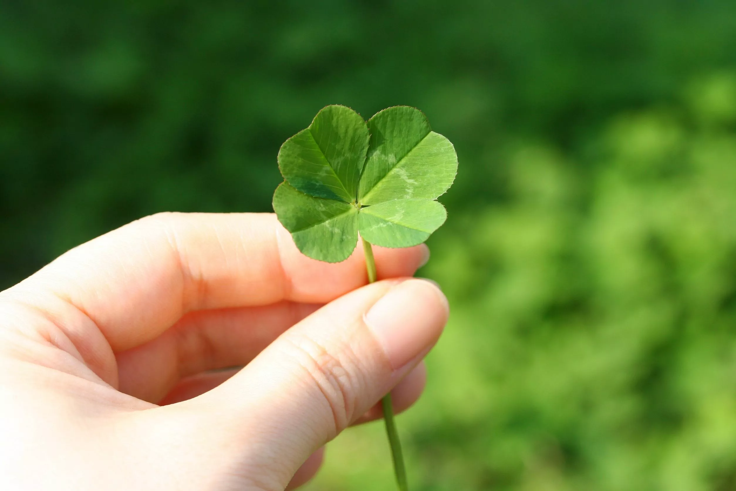 A natural four leaf clover